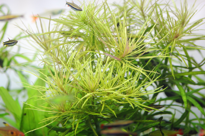 植栽から26日目　オランダプラント